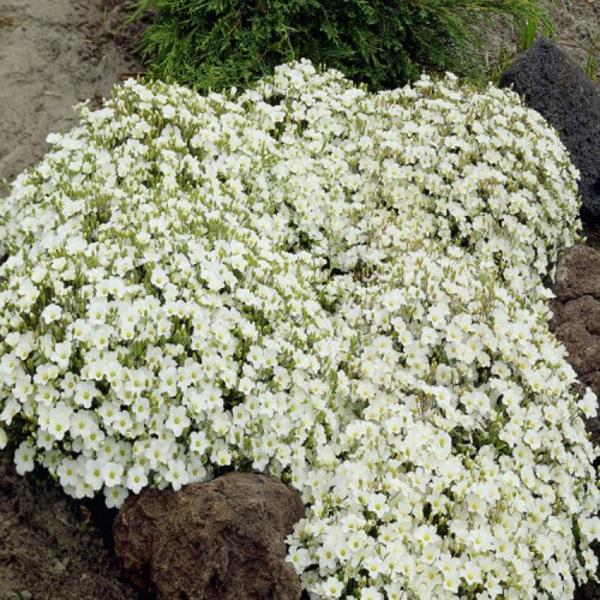 βότανο άμμου στον κήπο κάλυψη εδάφους λευκά λουλούδια