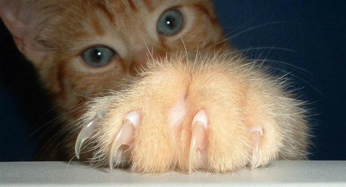 αιχμηρά νύχια νύχια εγχώριες γάτες στάση ξύσιμο σχεδιασμό μετά
