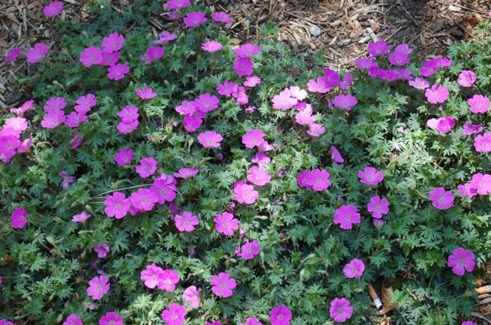 σκιά κάλυψη εδάφους γεράνι sanguineum κόκκινο cranesbill αίματος