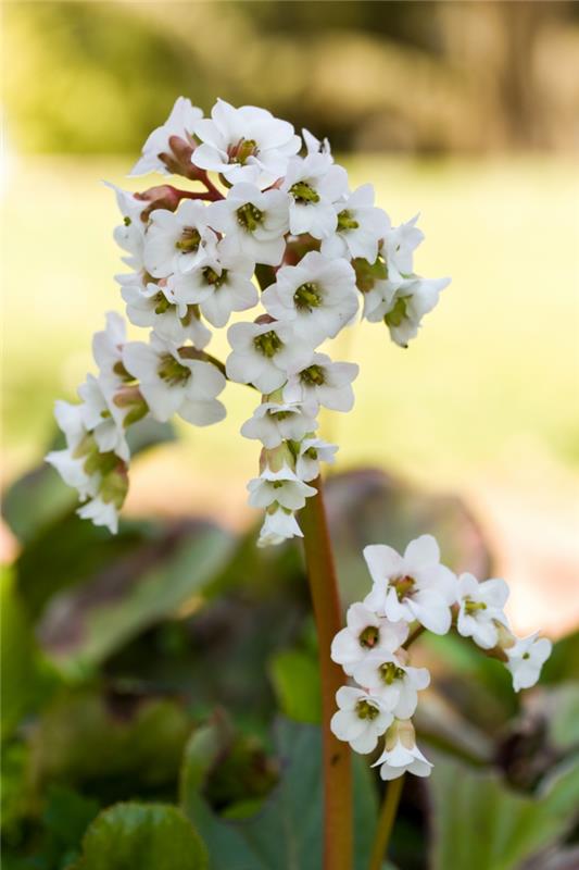 σκιά φυτά bergenie λευκά λουλούδια σχεδιασμός κήπου