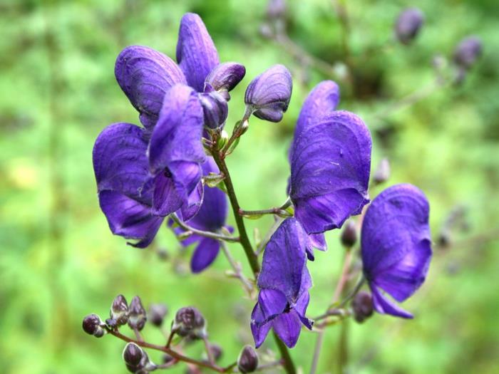 σκιά φυτά monkshood μοβ λουλούδια φυτά κήπου