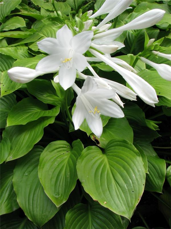 σκιά φυτών funkien λευκά λουλούδια σχεδιασμός κήπου