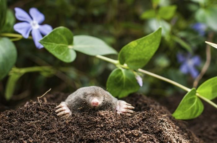Pest Control Mole Fight Sustainability
