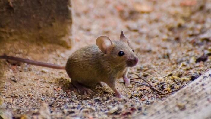 Τα ποντίκια ελέγχου παρασίτων πιάνουν βιοκτόνα