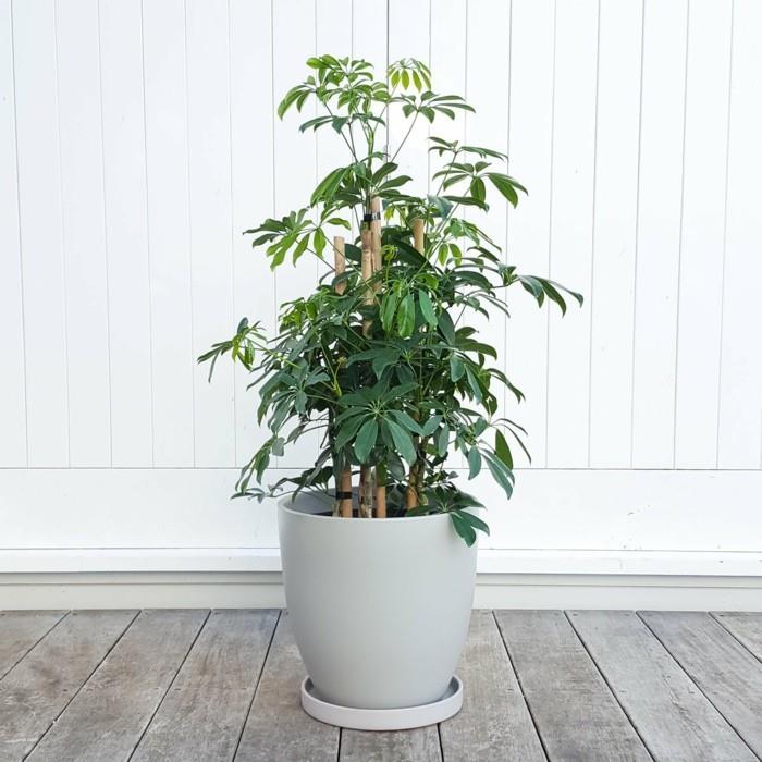 schefflera care Διακόσμηση διαμερίσματος Scheflerra Arboricola