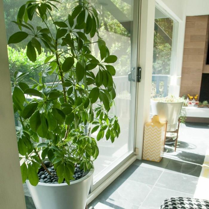 schefflera διαμέρισμα διακόσμησης ιδέες φυτά