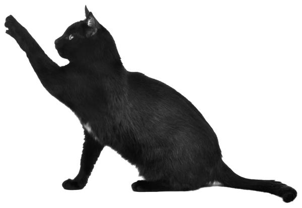 μοίρα μοίρα δεισιδαιμονία μαύρη γάτα