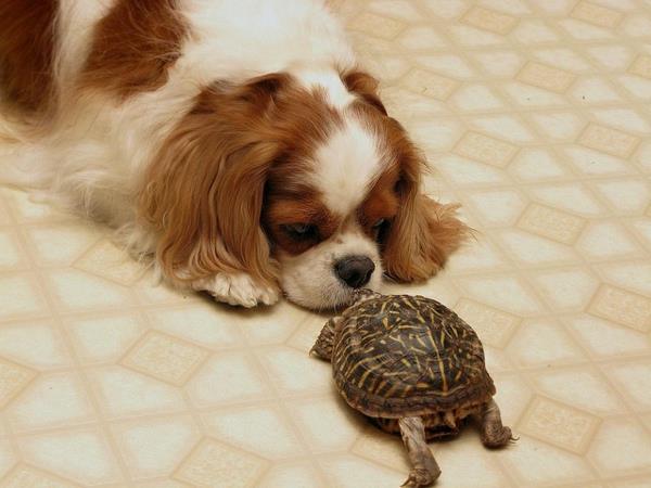 χελώνα ως κατοικίδιο ζώο φιλία κατοικίδιων ζώων