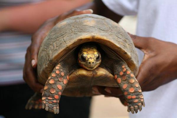 ενδιαφέρουσες πληροφορίες για τη χελώνα ως κατοικίδιο ζώο