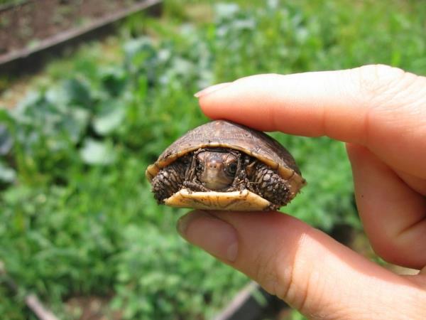 χελώνα ως κατοικίδιο τρόπο ζωής κατοικίδια ζώα