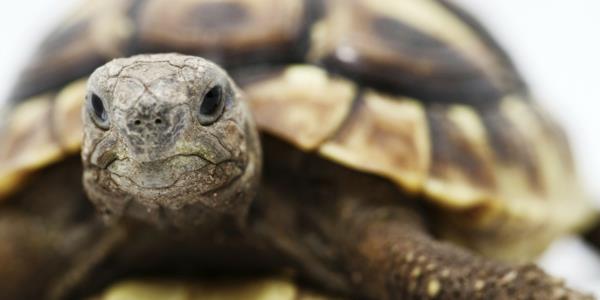 Μάθετε ενδιαφέροντα στοιχεία για τη χελώνα ως κατοικίδιο
