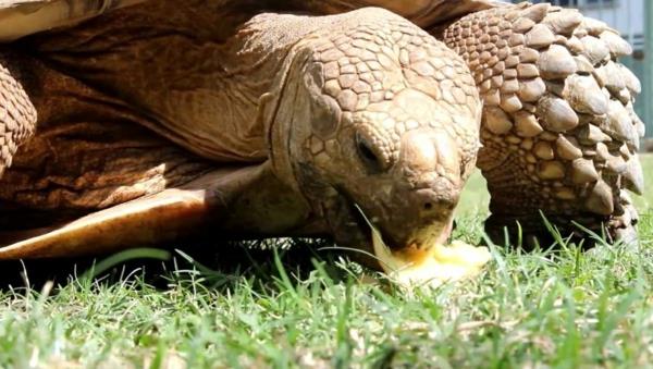 κατοικίδιο ζώο χελώνας που τρώει χόρτο κατοικίδια ζώα τρόπος ζωής