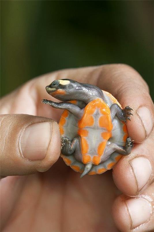 κατοικίδια ζώα χελώνας όμορφα ζωάκια ζωγραφικής