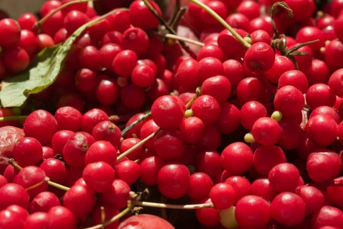schisandra φυτό κόκκινα φρούτα παρόμοια με τα κεράσια
