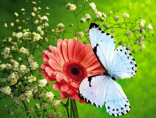 Προσελκύστε πεταλούδες στον κήπο ιδέες συμβουλές κηπουρικής