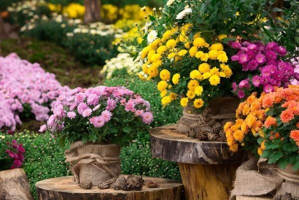 όμορφα φθινοπωρινά λουλούδια πολύχρωμα χρυσάνθεμα στον κήπο