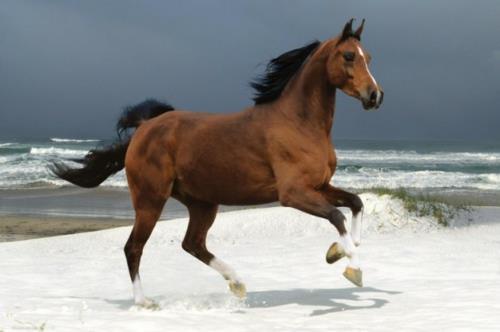 όμορφα άλογα καφέ ακτή της θάλασσας