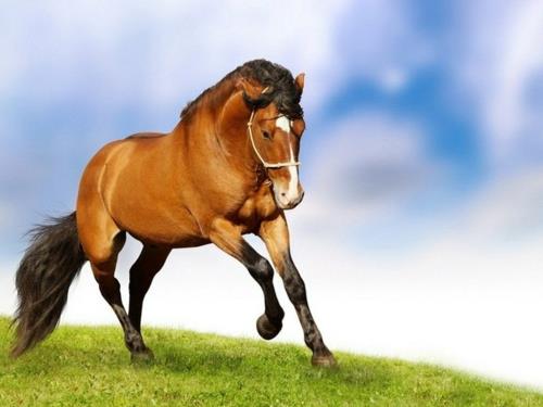 όμορφο-άλογα-καφέ-χαίτη-λιβάδι