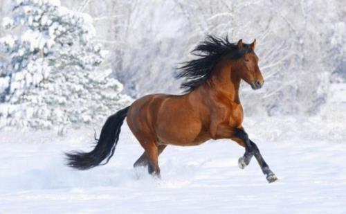 Άλογα καφετιά χειμερινή φύση χιόνι