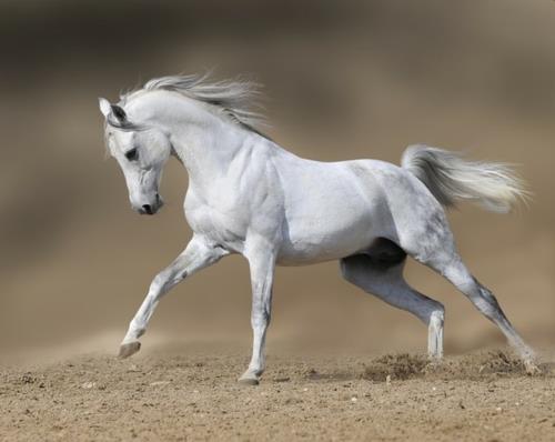 όμορφα άλογα χιονισμένη χαίτη κομψή άμμος