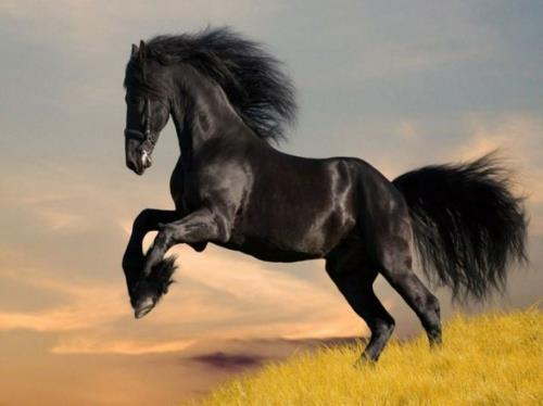 όμορφα άλογα μαύρο βασιλικό σχήμα φύσης