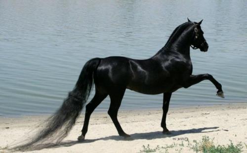 Άλογα με μαύρη κεφαλή μαλλιών χαίτη