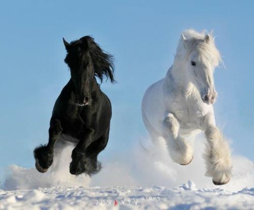 Άλογα μαύρο λευκό χειμερινό χιόνι