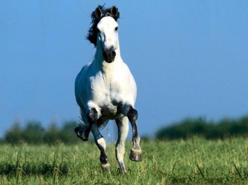 άλογα λευκό βιαστικό λιβάδι φύσης