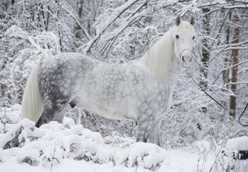 Άλογα λευκό χειμώνα φύση χιόνι