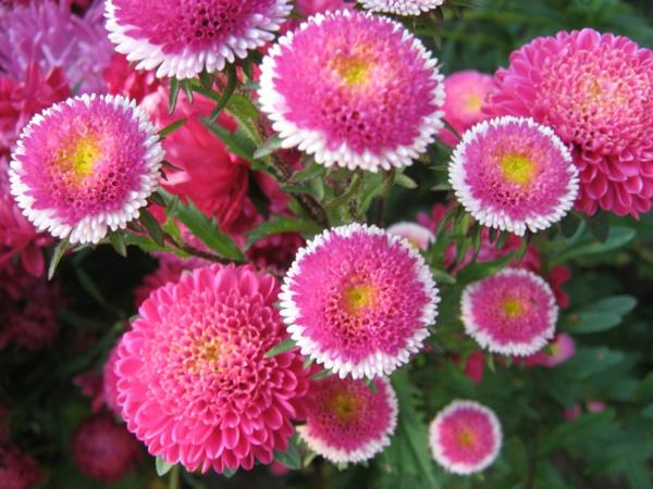 όμορφα λουλούδια asters που σημαίνουν ροζ