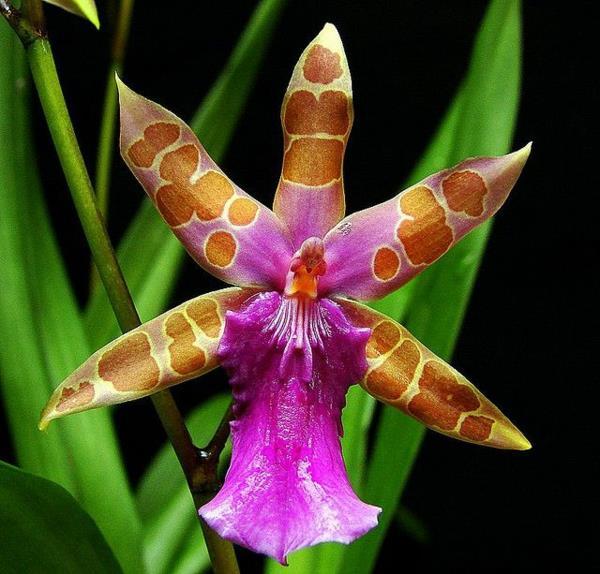 όμορφα λουλούδια ορχιδέα Miltonia clowesii