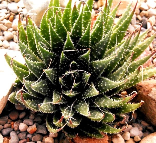 όμορφη διακόσμηση aloe aristata λιπαρά φυτά