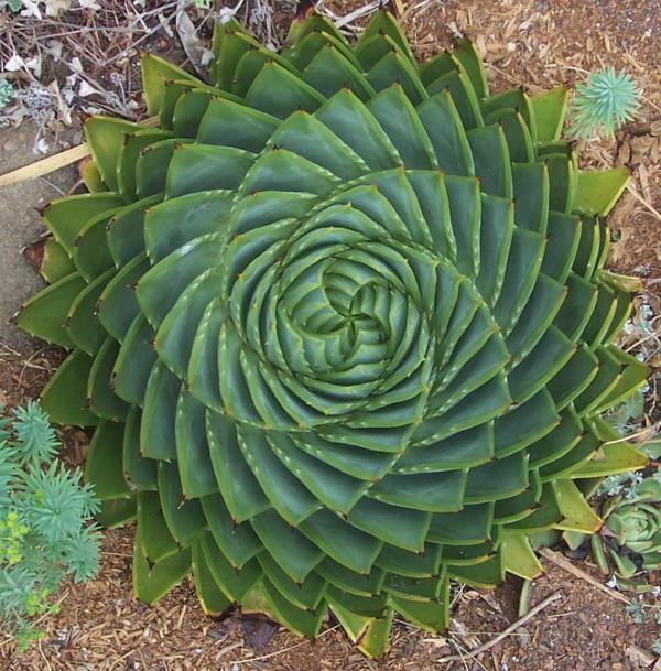 όμορφη διακόσμηση αλόη polyphylla λιπαρά φυτά