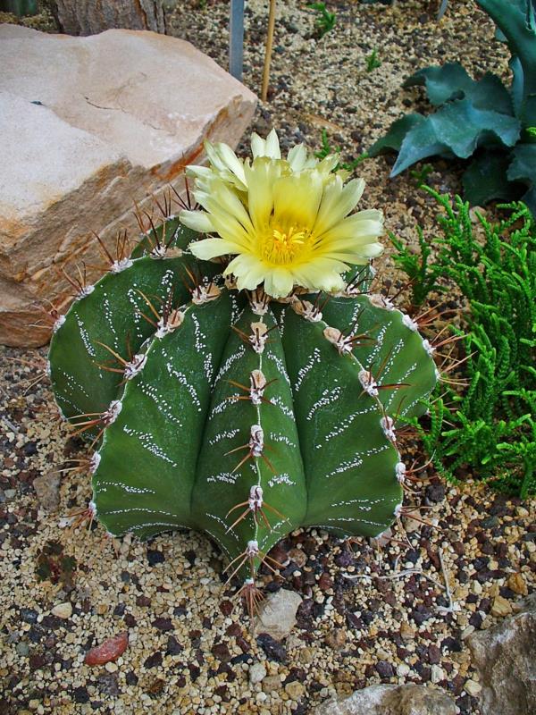 όμορφα διακοσμητικά φυτά Astrophytum ornatum
