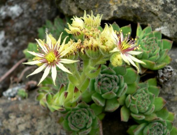 όμορφες διακοσμητικές ιδέες Sempervivum grandiflorum houseleek