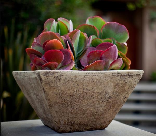 όμορφη διακόσμηση λιπαρά φυτά kalanchoe luciae