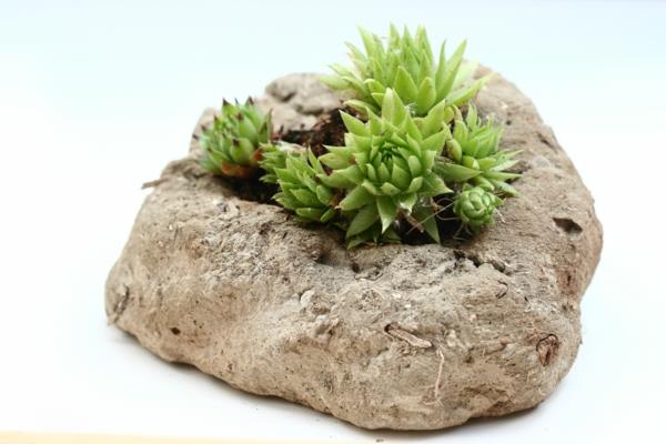όμορφες διακοσμητικές ιδέες houseleek ελκυστικές ιδέες διαβίωσης