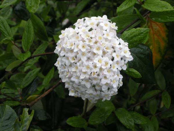 όμορφες διακοσμητικές ιδέες λουλούδι viburnum λευκό