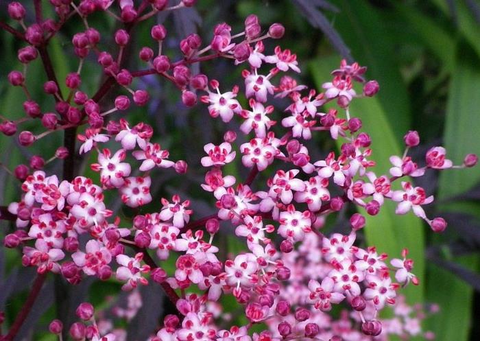 όμορφες συμβουλές δέρματος elderberry υγεία του τρόπου ζωής