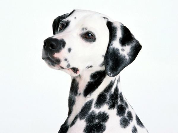 όμορφες ράτσες σκύλων Δαλματικά κατοικίδια σκυλιά