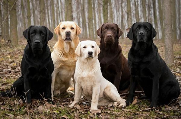 όμορφες φυλές σκύλων σκυλιά λαμπραντόρ διαφορετικού χρώματος