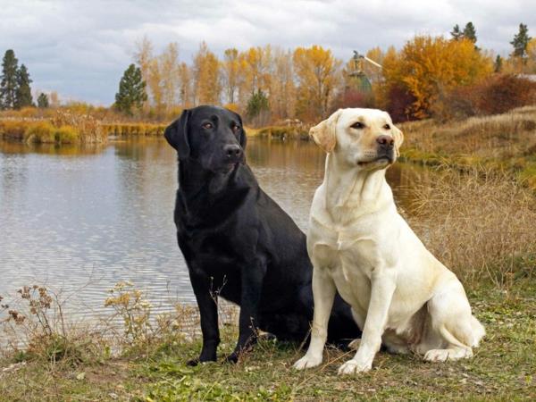 όμορφες φυλές σκύλων λαμπραντόρ ζευγάρι λευκό μαύρο