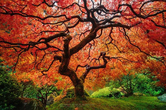 εικόνες τοπίου σεζόν τέλος φθινόπωρο κόκκινο σχέδιο σχεδίου χρώματος