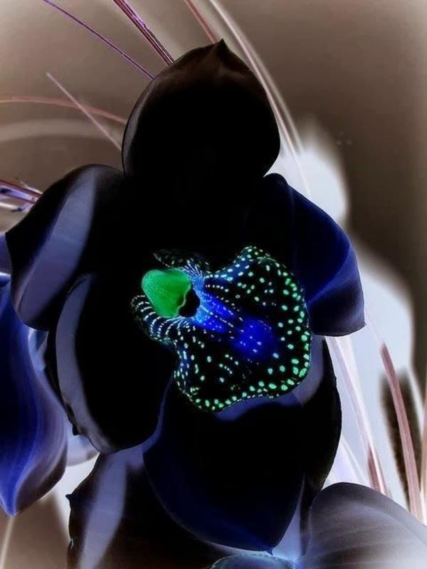 όμορφα μαύρα λουλούδια ορχιδέας ορχιδέας
