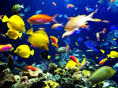 όμορφες εικόνες ζώων πολύχρωμα ψάρια