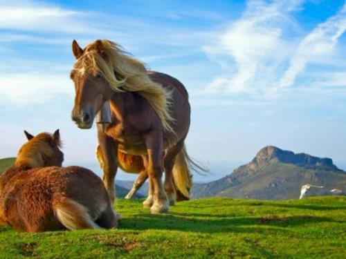 όμορφες χαριτωμένες εικόνες ζώων ένα ζευγάρι άλογα