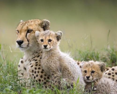 όμορφες εικόνες ζώων μια οικογένεια τσιτάχ