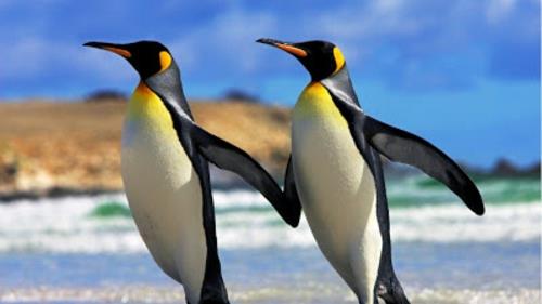 όμορφες εικόνες ζώων keizer πιγκουίνοι