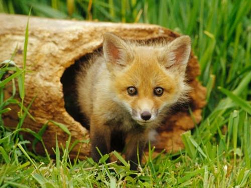 όμορφες χαριτωμένες ζωικές εικόνες αλεπού