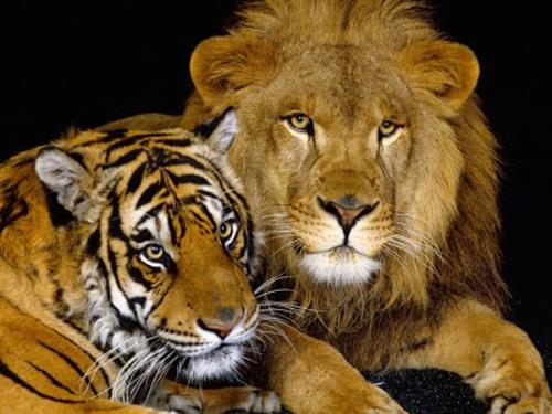 όμορφες εικόνες ζώων λιοντάρι και τίγρη
